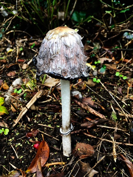 Mushroom-sharp-head
